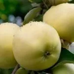 Сорт Уральское наливное