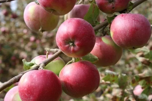 Летние сорта яблонь фото с названием и описанием, уход