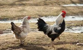 Куры породы Загорская лососевая