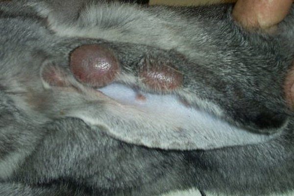 Болезни кроликов уши симптомы и их лечение фото