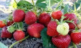 Клубника Фестивальная