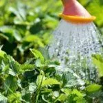 Полив клубники