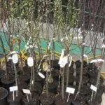 Саженцы сливы