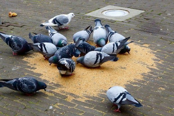 какое зерно можно давать голубям