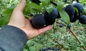 Слива Анжелина (Анжелино)