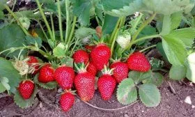 Клубника Клери