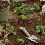 Посадка клубники