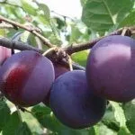 Сорт Президентский