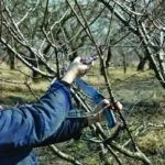 Обрезка дерева