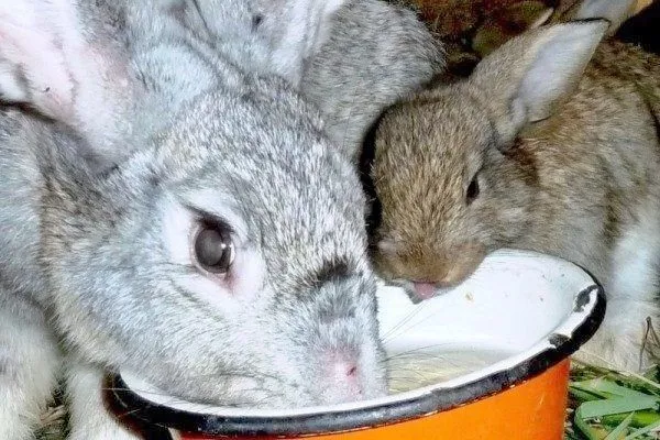 Поилка для кроликов из миски
