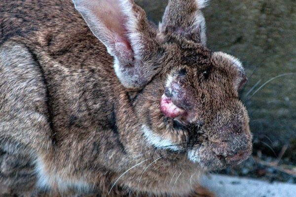 Болезни кроликов уши симптомы и их лечение фото