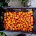 Сбор урожая