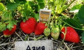 Куст клубники "Азия"