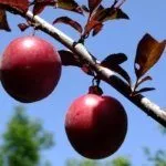 Сорт Писсарди