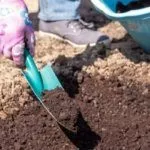 Подготовка почвы перед посадкой клубники