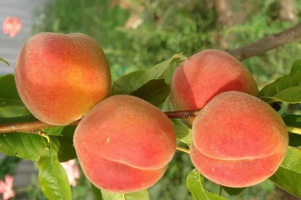 Лучшие сорта персиков: ранние, поздние, морозоустойчивые, самоопыляемые