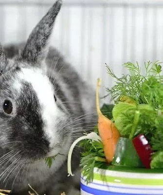Кролик ест