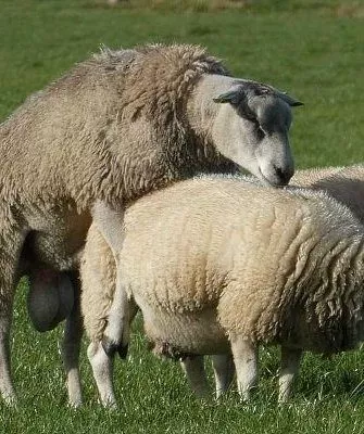 Спаривание овец