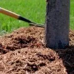 Уход за сливой