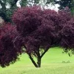 Дерево Писсарди