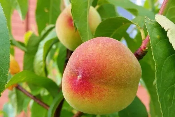 Сорта зеленых персиков – список с описаниями, фото, отзывы