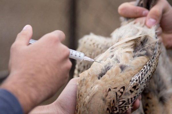 Вакцинация фазанов от оспы