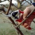 Обрезка дерева