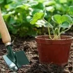 Посадка земляники