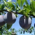 Сорт Карбышева