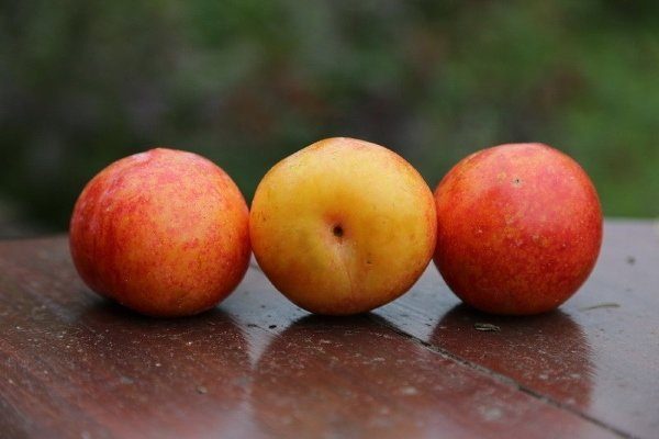 Шарафуга: гибрид со вкусом сливы и абрикоса, описание и характеристики с фото