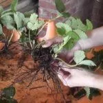 Деление куста земляники