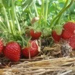 Мульчирование сорта Клери