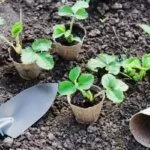 Посадка клубники