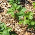 Мульчирование клубники