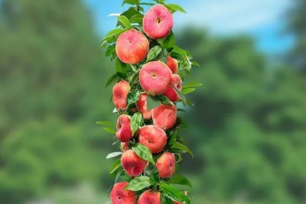 Как растут плоские персики?