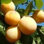 Сорт Желтый