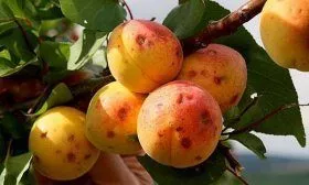 Болезнь абрикос
