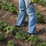 Обработка клубники