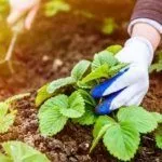 Уход за клубникой осенью