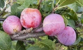 Слива Ренклод