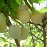 Урожай слив