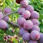 Сорт Президент