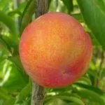 Гибрид Шарафуга