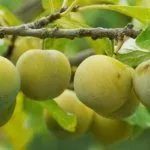 Сорт Колхозный