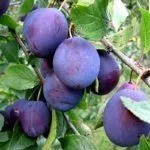 Сорт Тамбовский