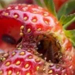 Вредители клубники