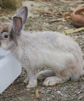 Поилка для кроликов