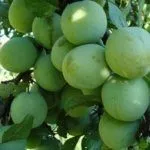 Сорт Зеленый