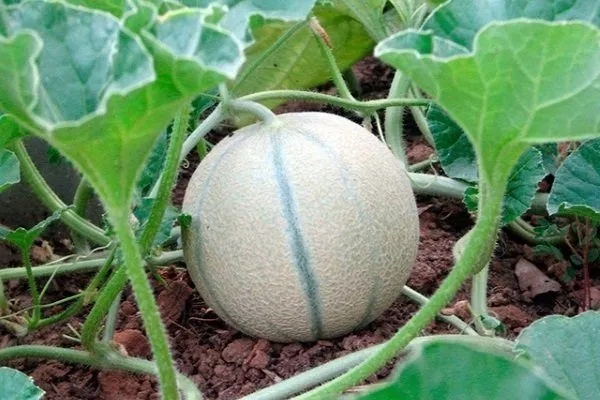 Сорта и выращивание канталупы