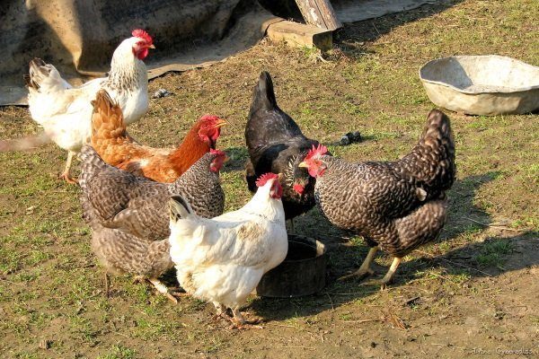 Kuřata: základy jejich chovu, odchovu, chovu a krmení